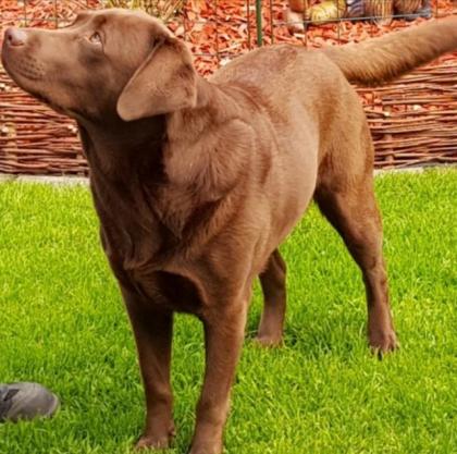 Labradoodle Welpen F 1