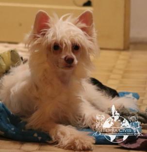 Chinese Crested Powderpuff Hündinnen