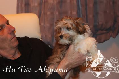 Chinese Crested Puppies