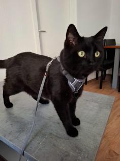 Kater zur Verschenken