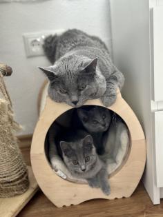 Chartreux / Kartäuser Kätzchen