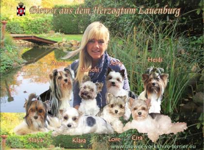 Biewer-Yorkshire-Terrier Welpen mit Papieren