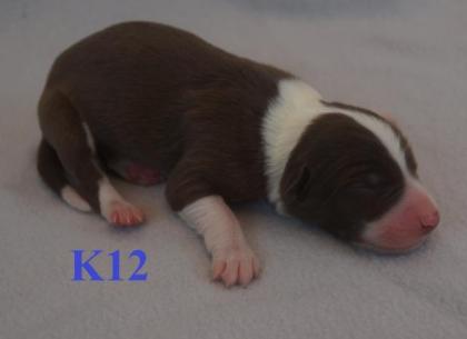 Reinrassige Border Collie Welpen mit Ahnenliste
