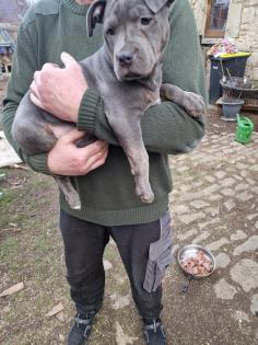 Hundewelpen Mischlingen