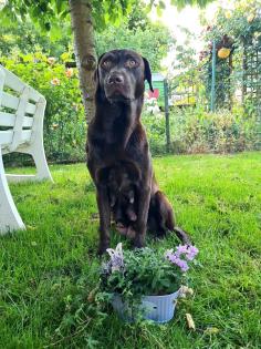 Labrador Welpen schwarz und gelb