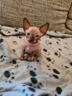 Canadian Sphynx Kitten