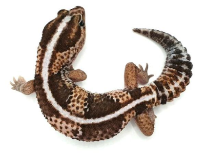 Afrikanischer Fettschwanzgecko African Fat Tail Classic Stripe Männchen 2021