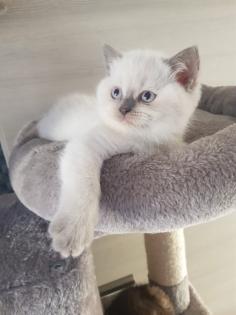 BKH Kitten Britisch Kurzhaar