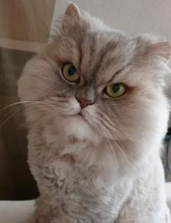 Perser Katze Mädchen abholbereit