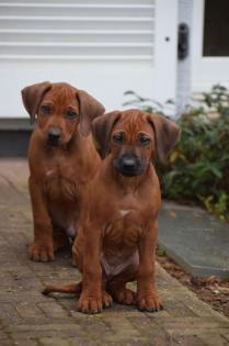 Noch 2 Rüden und 1 Hündin frei Wunderschöne red wheaten Rhodesian Ridgeback Welpen