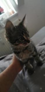 2 Main Coon Mix Kitten