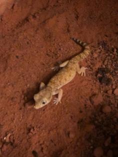 Verschenke 2 Dünnfingergeckos Terrarium und Zubehör kann optional erworben werden