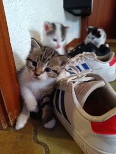 Katzenbabys abzugeben