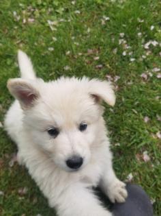 Weiße Schäferhund Welpen
