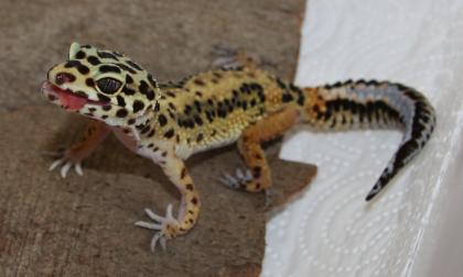 2 Leopardgeckos Nzen 2023