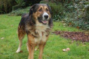 WOFFY - Mischling, Männlich, 4 Jahre, 66 cm, 38 kg, Gechipt, Kastriert