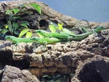 Gastropholis Prasina 0. 0. 3 grüne Baumeidechse
