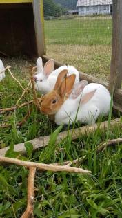 Kaninchen, Hasen, Häsinnen, Rammler