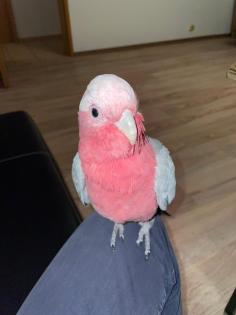 Rosakakadu Männlich 2 Jahre