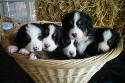 Typvolle Berner Sennenhundewelpen zu verkaufen