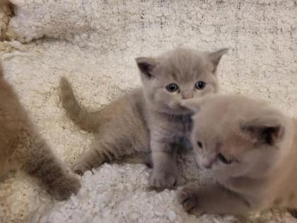 Kitten BKH lilac
