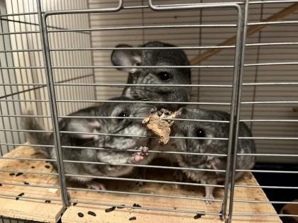 Chinchilla Babys, Weibchen und Männchen