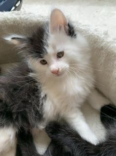 Main Coon Babykatzen männlich, weiblich