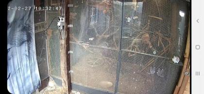 Graupapagei 0. 1 henne gesucht
