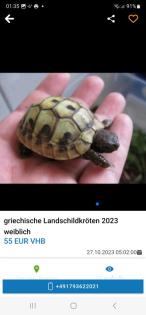 Griechische Landschildkröten Babys 2023 aus Hobbyzucht