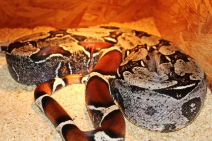 Adulte Boa constrictor / Zuchttiere