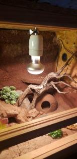 2 Geckos mit Terrarium und Unterschrank