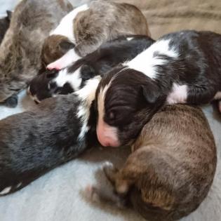Miniatur Bullterrier Welpen