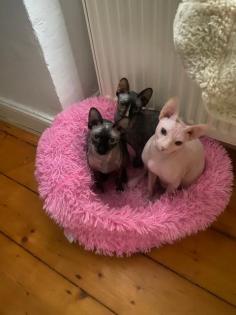 Sphynx Kitten