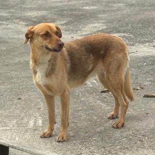 Balou / Status sucht ein Zuhause