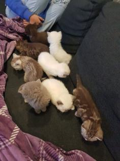 BKH Kitten Britisch Kurzhaar