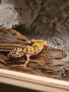 Leopardgeckos inkl Terrarium