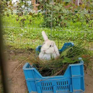 Tierbetreuung