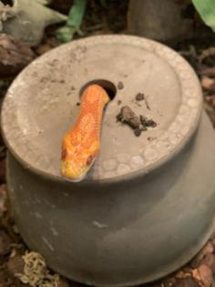 2 Kornnattern Pärchen inkl. großem Terrarium abzugeben