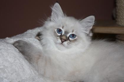 Sibirische Schmusetiegerle