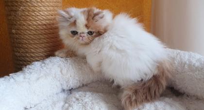 Exotic Shorthair und Perserkätzchen