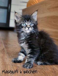 Typvolle Maine Coon Kitten m. P. abzugeben