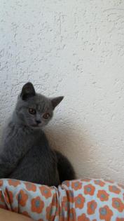 BKH Deckkater