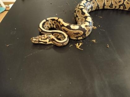 0. 1 Spotnose Yellowbelly