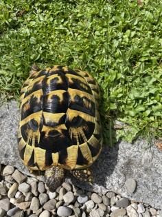 2 weibliche griechische Landschildkröten 12 und 14 Jahre alt