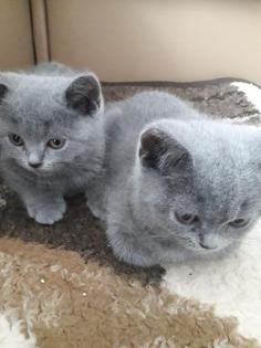 Bildhübsche reinrassige BKH Kitten in Blau