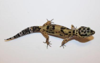 Leopardgeckos