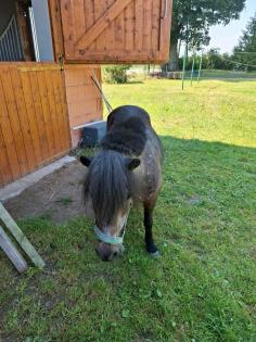 Beistellpferd