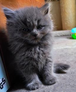 BKH und BLH Kitten suchen liebevolles Zuhause