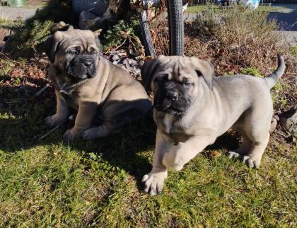 Reinrassige Cane Corso italiano Welpen