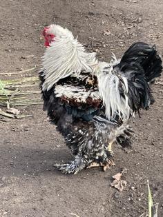 Bruteier Brahma gelockt und glatt